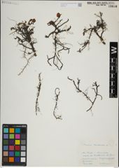 Foto von Salix herbacea L.